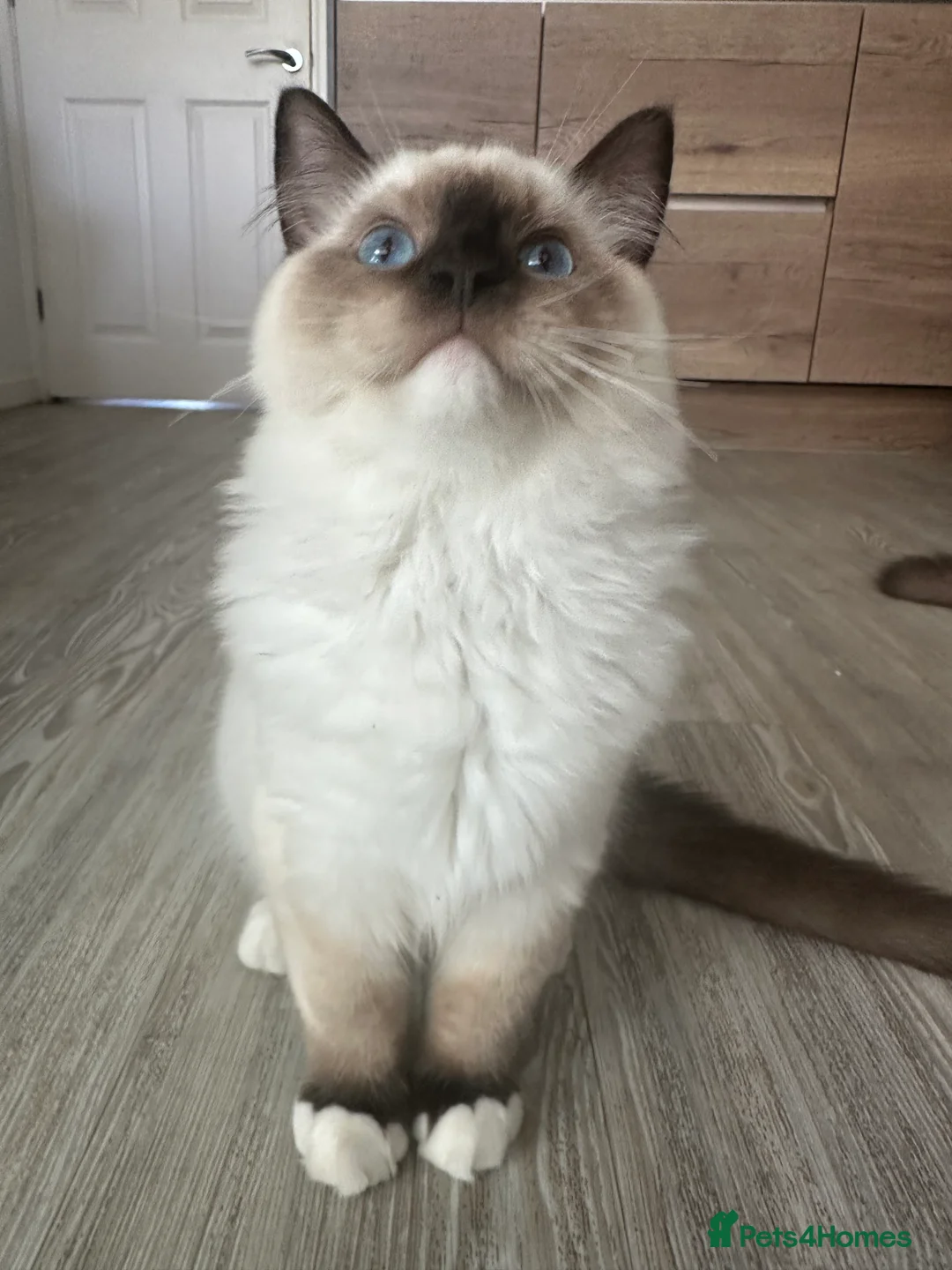 Ragdoll cats for sale: Rare European Long-Haired Ragdoll Kittens - Advert 2