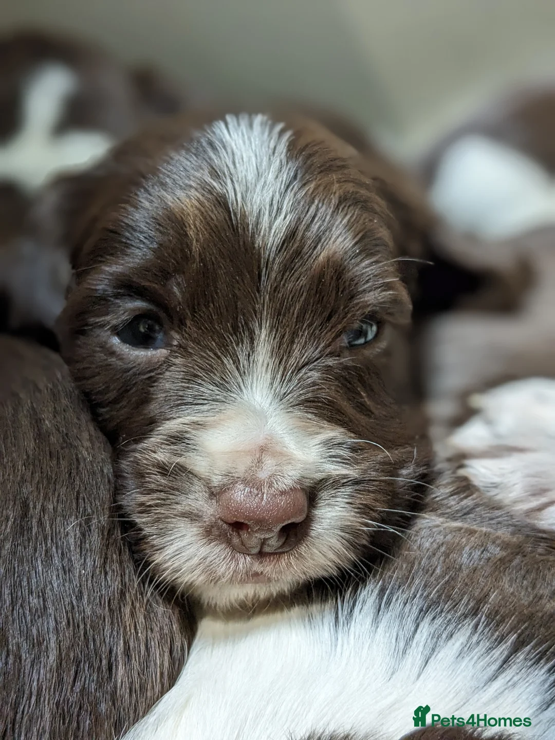 English Springer Spaniel dogs for stud: FIELD TRIAL WINNER, ENGLISH SPRINGER STUD DOG in Bristol - Advert 8
