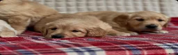 Golden Retriever dogs for sale: GORGEOUS GOLDEN RETRIEVER PUPPIES  in Carmarthen - Advert 12