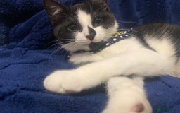Domestic Shorthair cats for sale: 6 month old cat and 8 week old kitten - Image 1