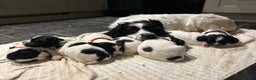 English Springer Spaniel dogs for sale: KC springer spaniel  - Advert 1