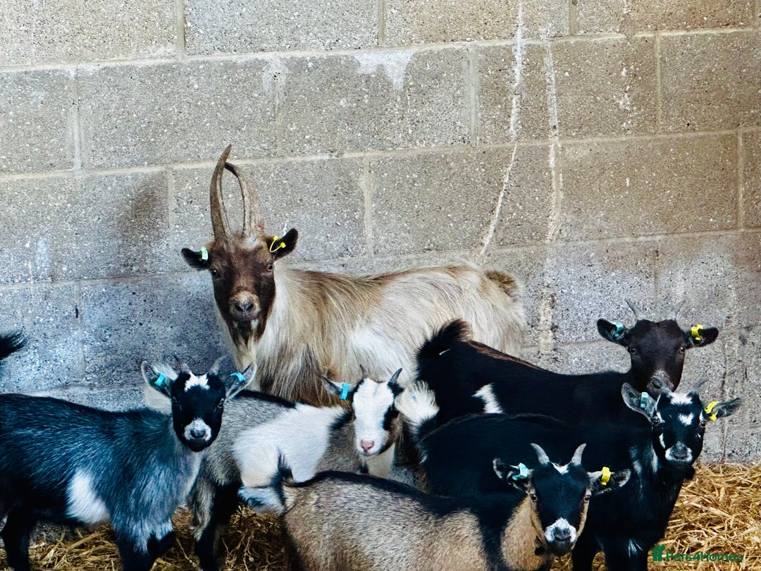 Goats livestock for sale: PYGMY BILLY - PROVEN - Image 4