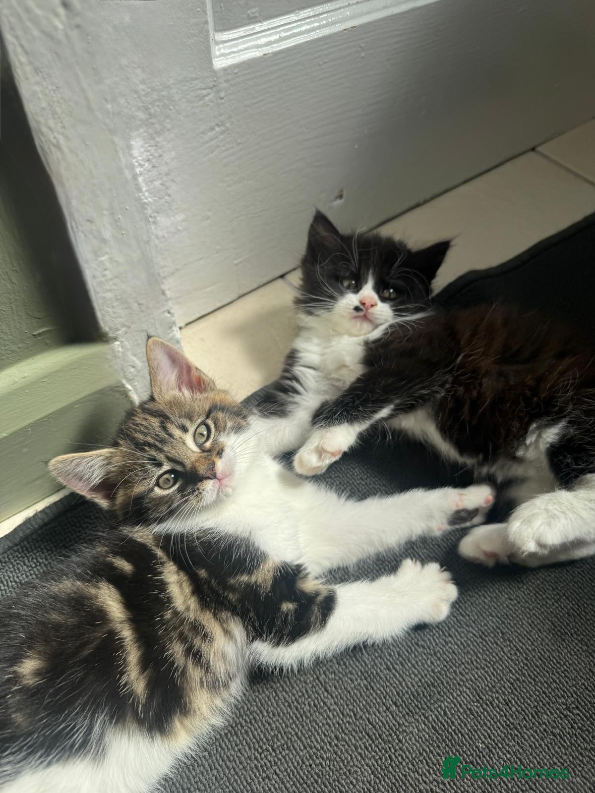 Mixed Breed cats Two adorable mixed breed kittens, ready now.  - Advert 7