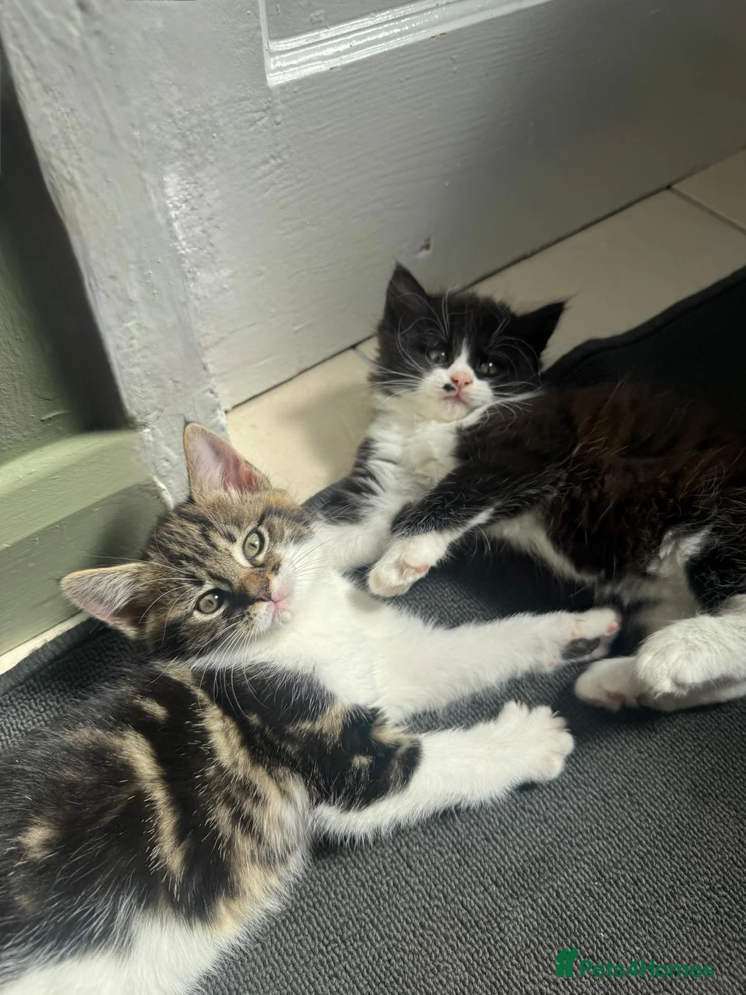 Mixed Breed cats for sale: Two adorable mixed breed kittens, ready now.  - Advert 1