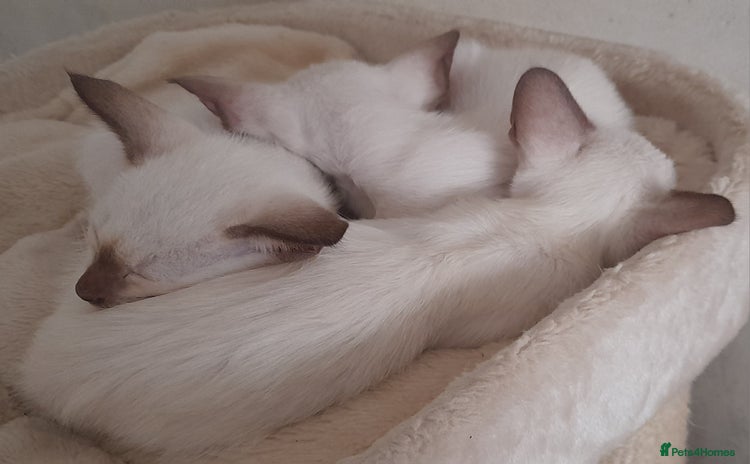 Siamese cats - Advert 12