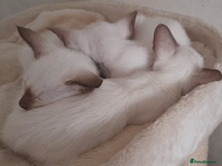 Siamese cats - Advert 1