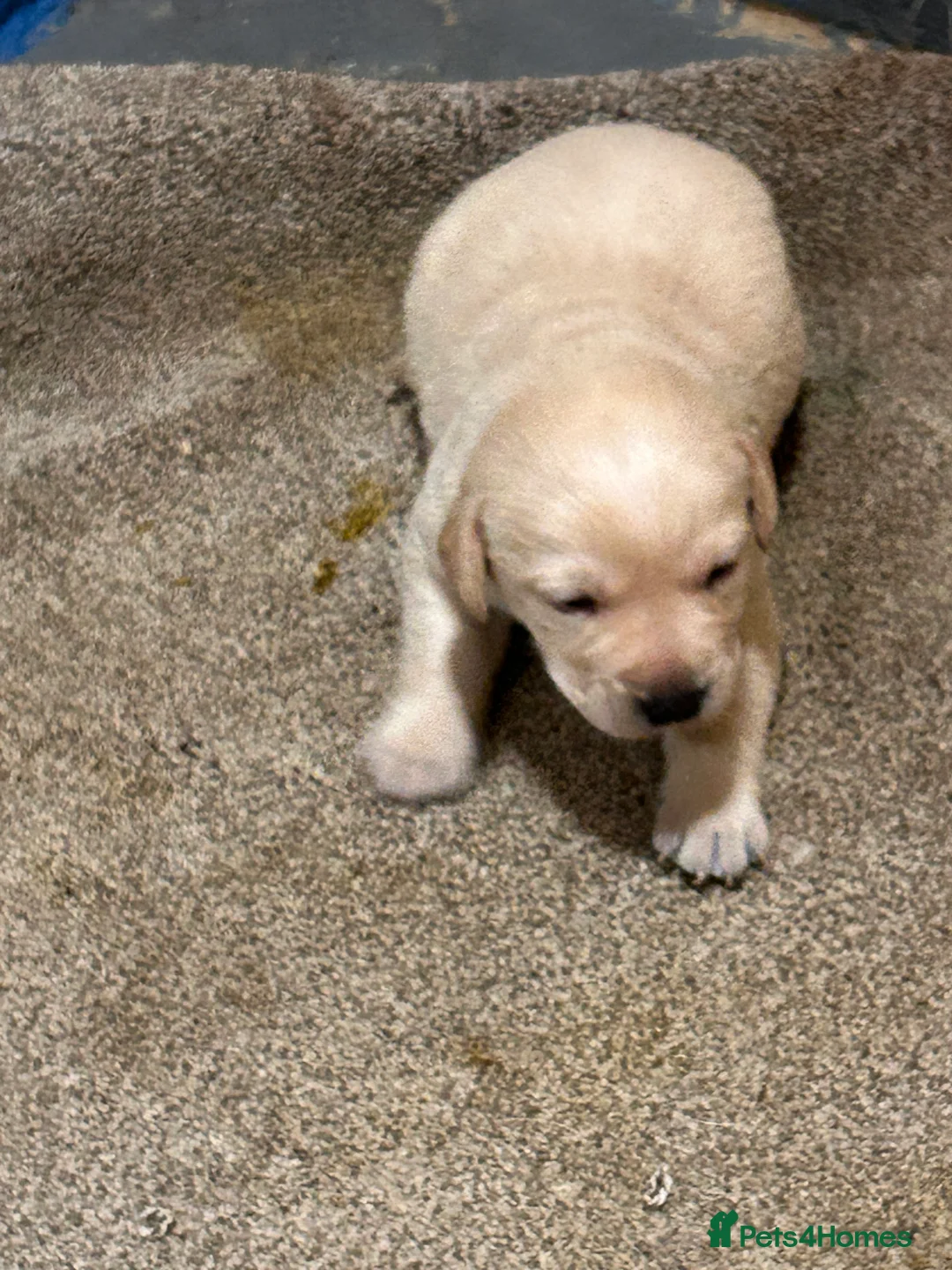 Labrador Retriever dogs for sale: Labrador golden puppies  - Advert 7