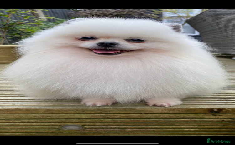 Pomeranian dogs in Willenhall - Advert 2