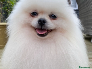 Pomeranian dogs in Willenhall - Advert 7
