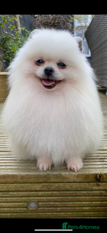 Pomeranian dogs in Willenhall - Advert 4