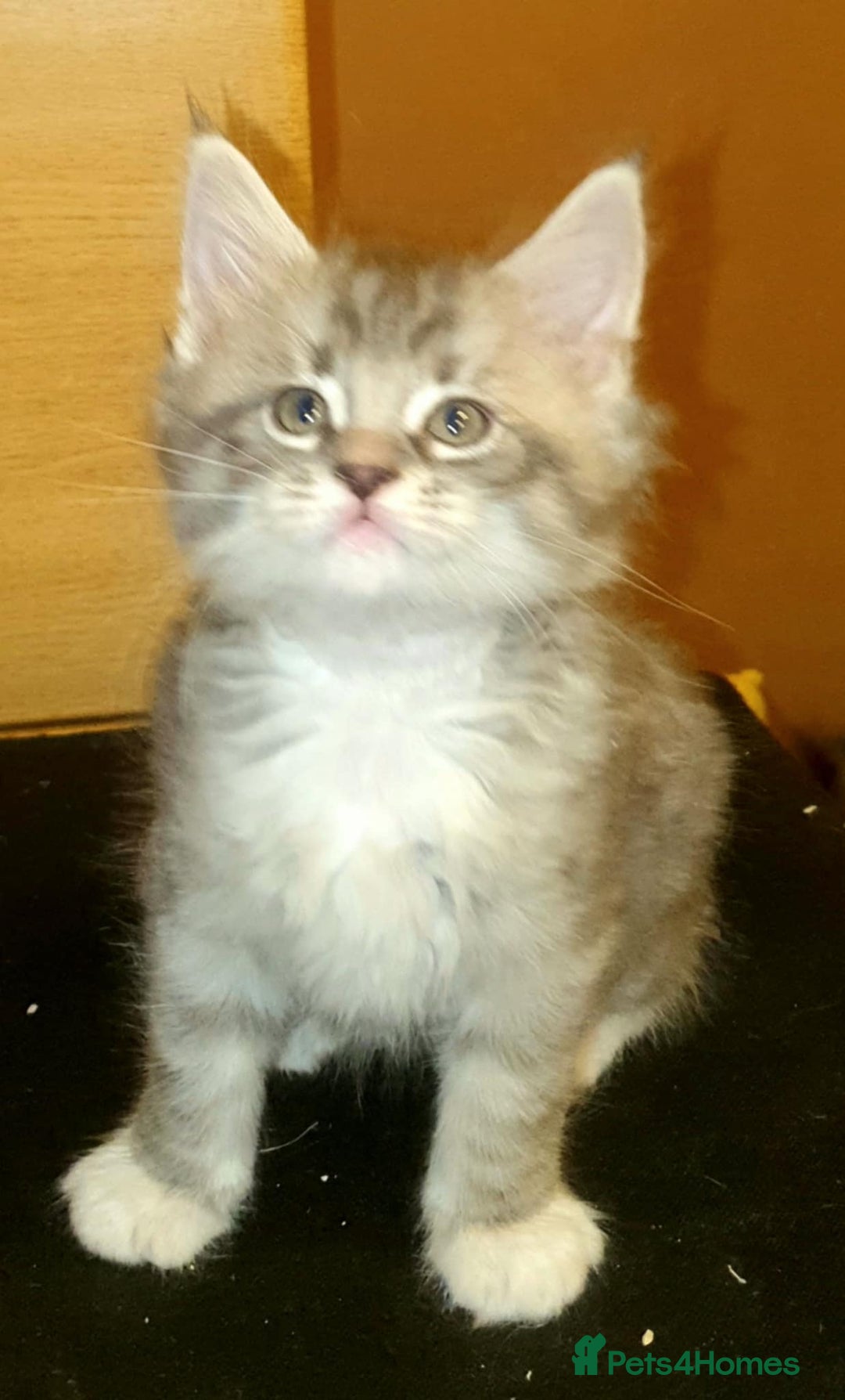Maine Coon cats for sale: Beautifall Maine coon kittens - Advert 4