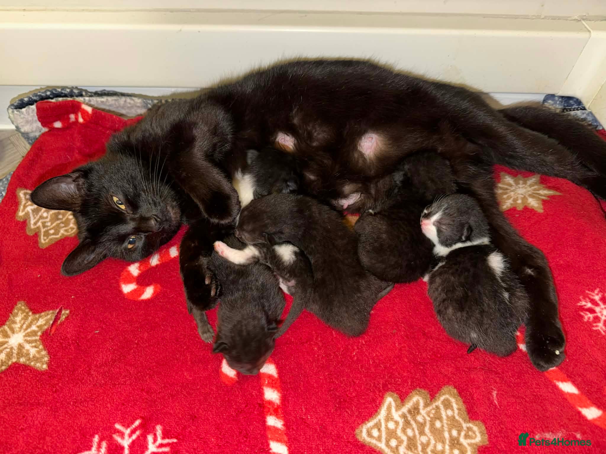 Mixed Breed cats Kittens 4 weeks old ready to leave at 12 weeks - Advert 1