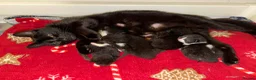 Mixed Breed cats for sale: Kittens 4 weeks old ready to leave at 12 weeks in Wolverhampton - Advert 1