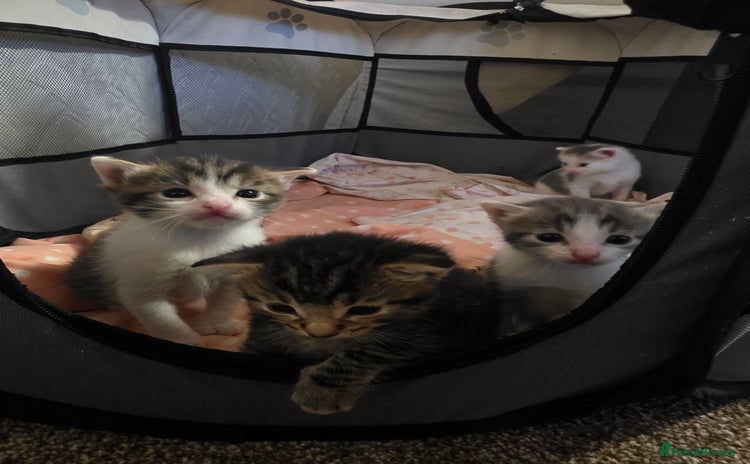 Mixed Breed cats - Advert 3