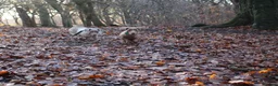 Miniature Dachshund dogs for sale: 2 miniature dachshund girls for sale dapple pieb in Bradford - Advert 5