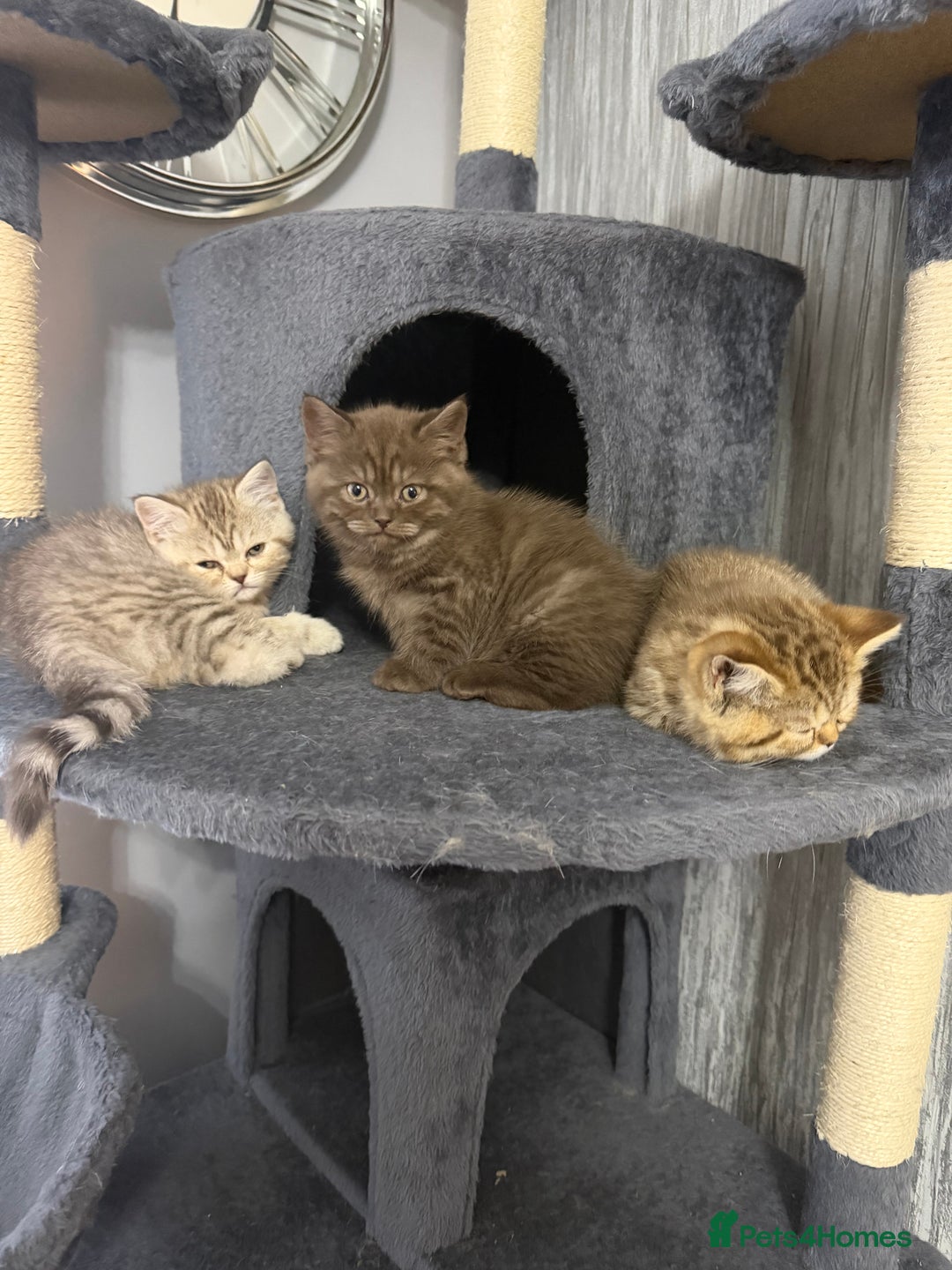 British Shorthair cats for sale: Beautiful British short hair kittens  - Advert 3