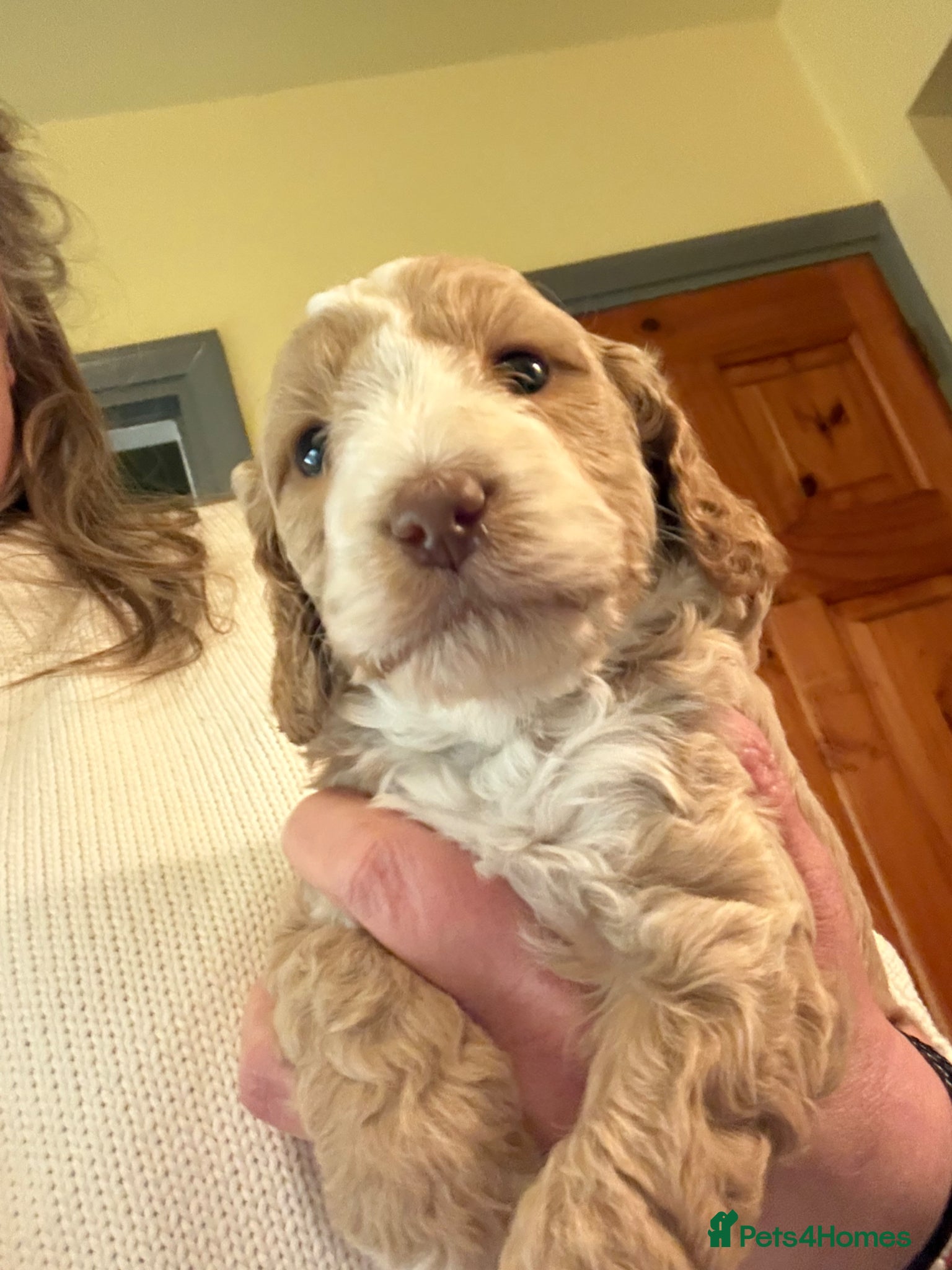 Cockapoo dogs Last gorgeous cockapoo F1 Puppy  - Advert 14