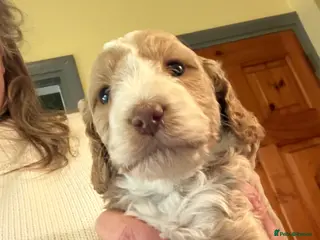 Cockapoo dogs Last gorgeous cockapoo F1 Puppy - Advert 14