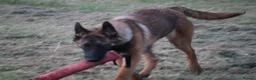 Belgian Shepherd Dog dogs for sale: Kc registered malinois  - Advert 10