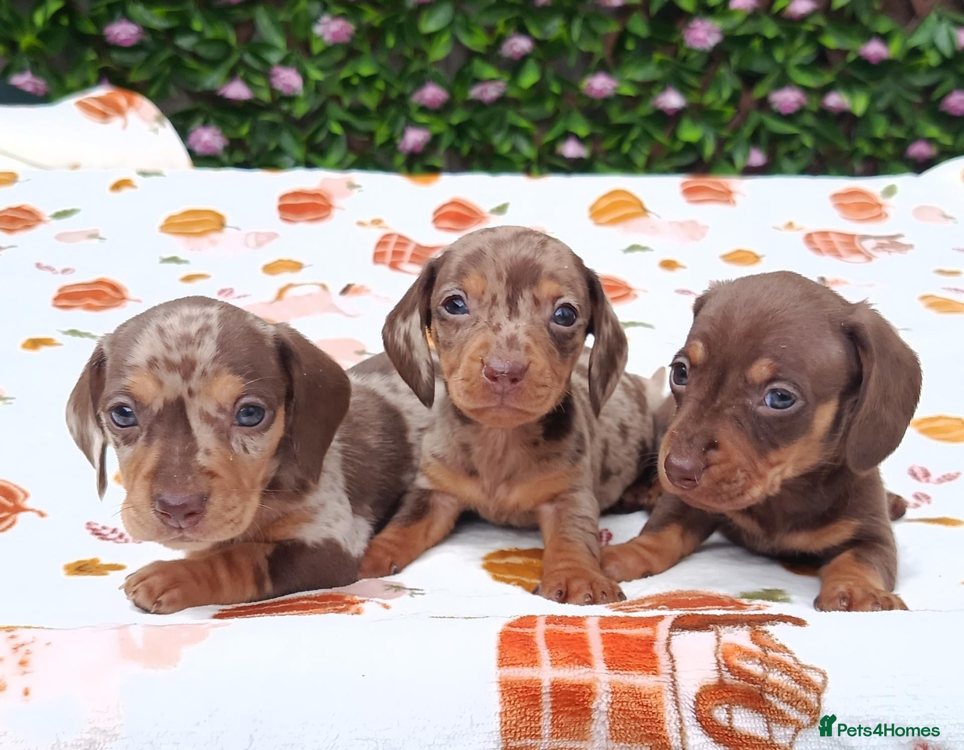 Miniature Dachshund dogs MINI DAXI KC REG PRA CLEAR - Advert 2
