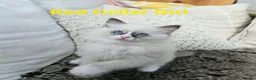 Ragdoll cats for sale: Adorable Ragdoll kittens looking for loving homes! - Advert 37
