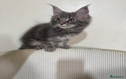 Maine Coon cats for sale: Ready Now! Pedigree Mainecoon kittens  - Image 9