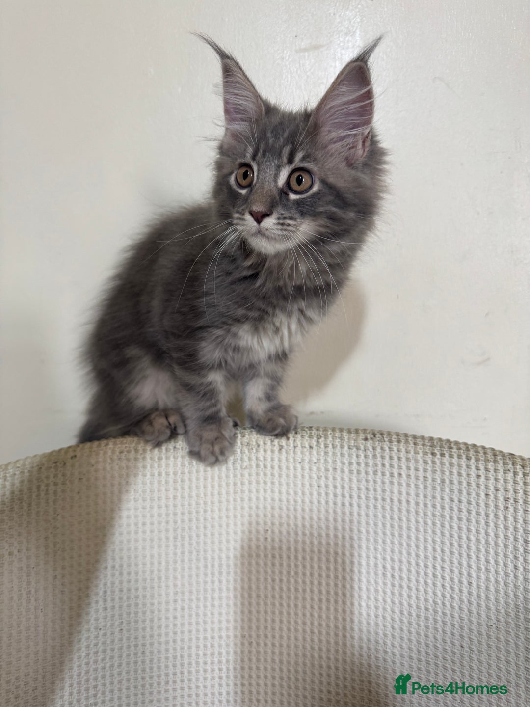 Maine Coon cats for sale: Ready Now! Pedigree Mainecoon kittens  - Image 9