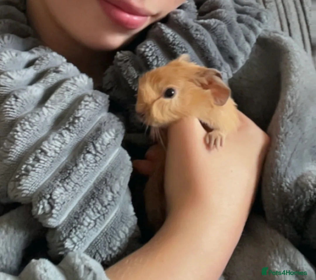 Guinea Pig rodents for sale: Baby guineas ready from 21/7/2026 - Advert 2