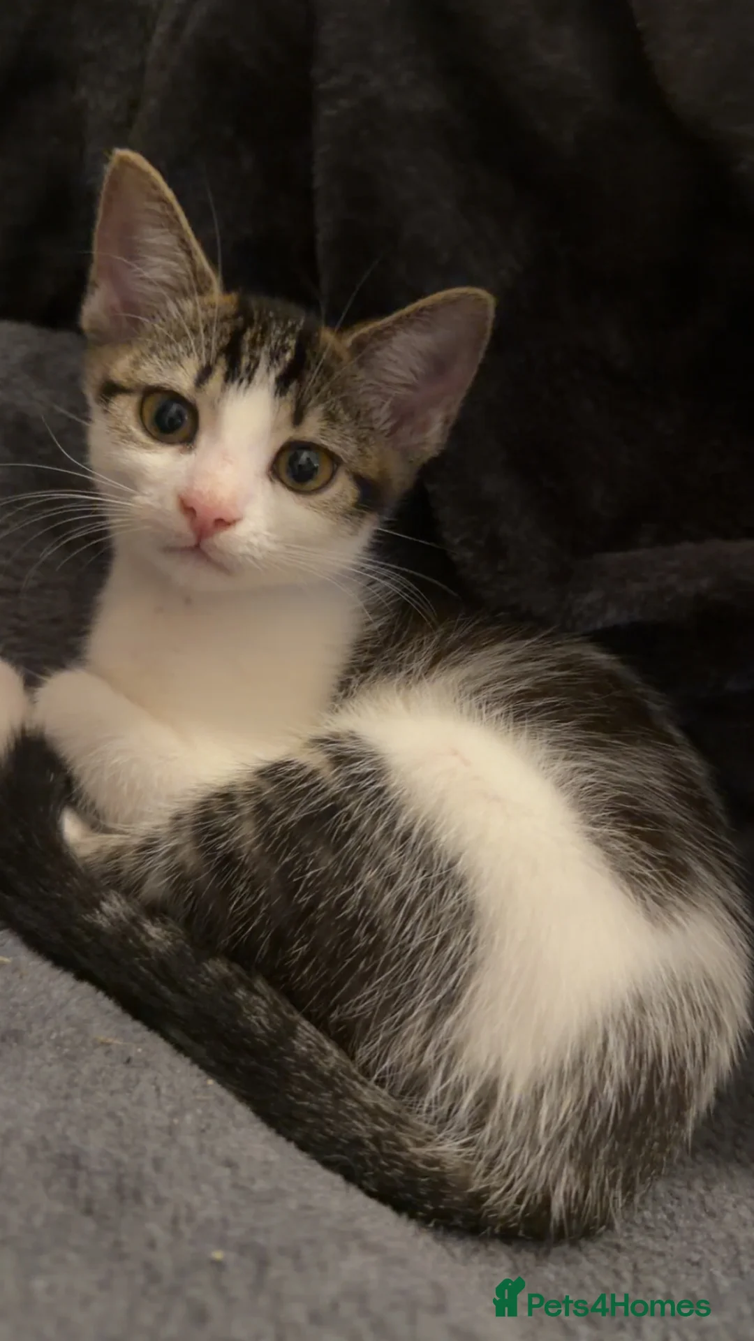 Mixed Breed cats for sale: Girl and boy for sale  in Saint Helens - Advert 2