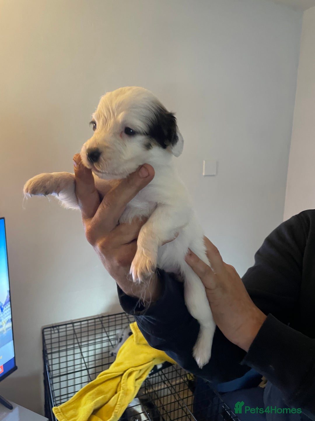 Mixed Breed dogs for sale: Cocker x collie pups  - Image 7