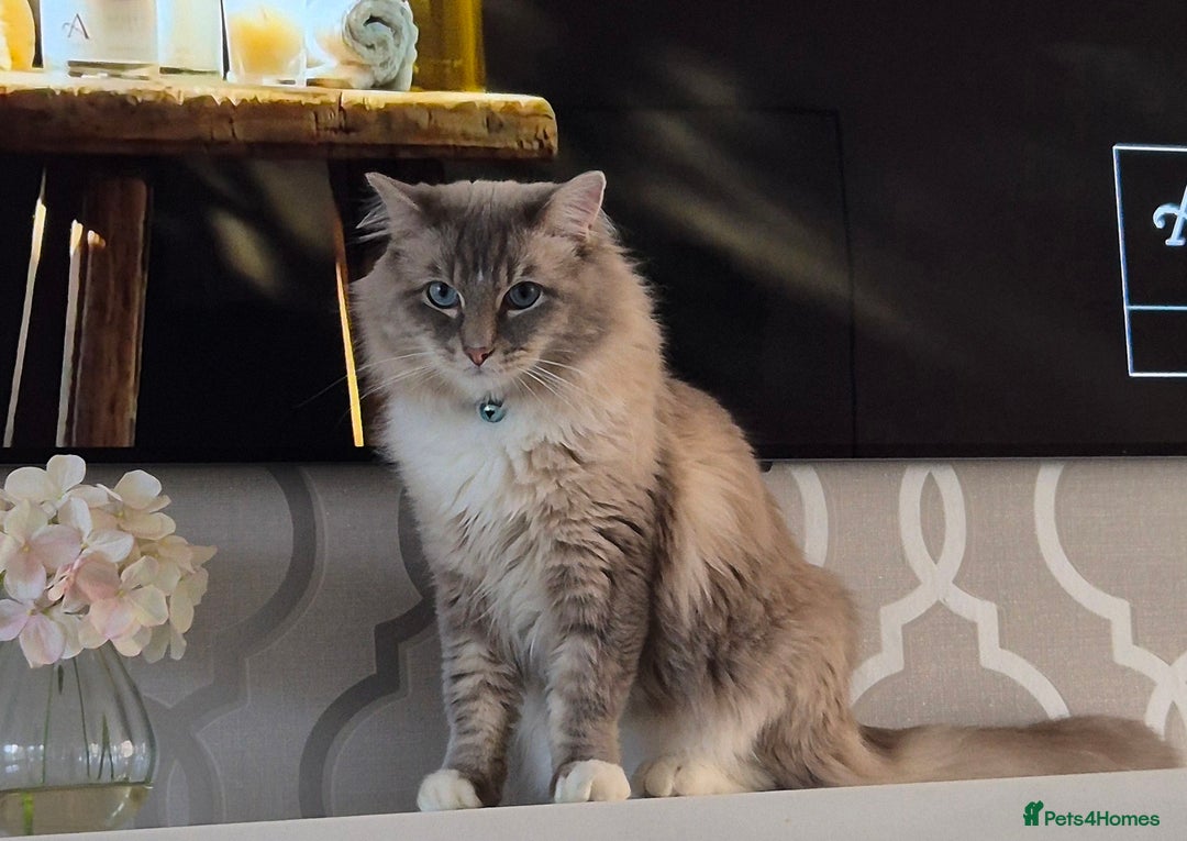 Ragdoll cats for sale: Beautiful ragdoll kittens  - Image 10