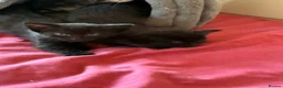 Mixed Breed cats for sale: Two little sisters - Advert 2
