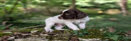 English Springer Spaniel dogs for sale: KC Registered English Springer Spaniel Puppies - Advert 7