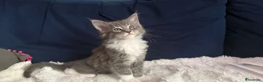 Maine Coon/ Ragdoll Kitten GREY AND WHITE 