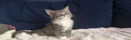 Maine Coon cats for sale: MaineCoon/Ragdoll 50/50 Cross (registered parents) - Advert 13