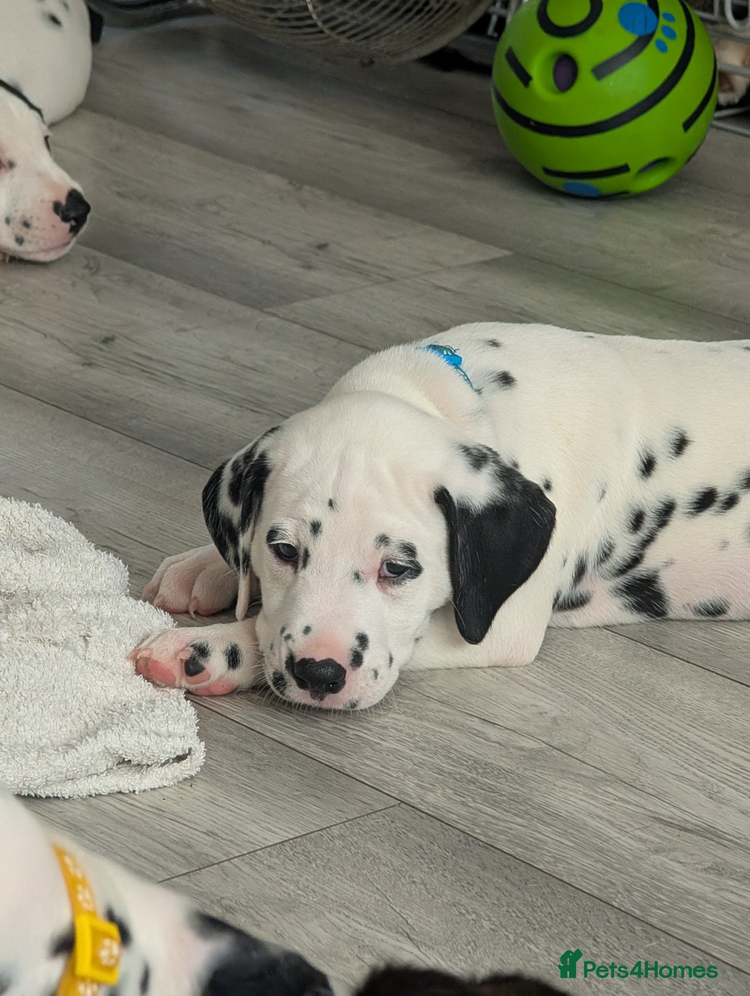 Dalmatian dogs Dalmatian puppies  - Advert 20