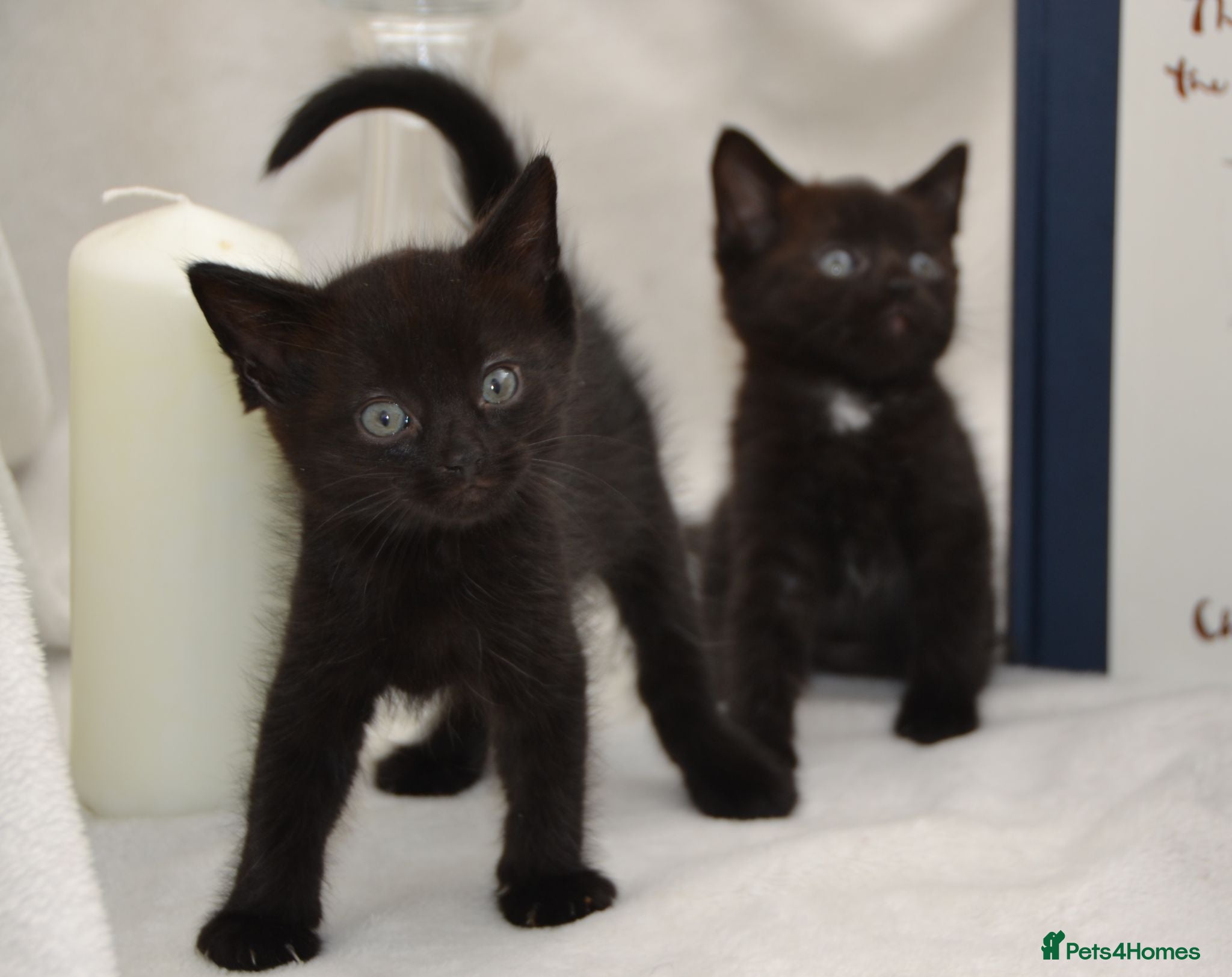 Mixed Breed cats Beautiful Maine Coon/Bombay Mix Kittens! - Advert 1