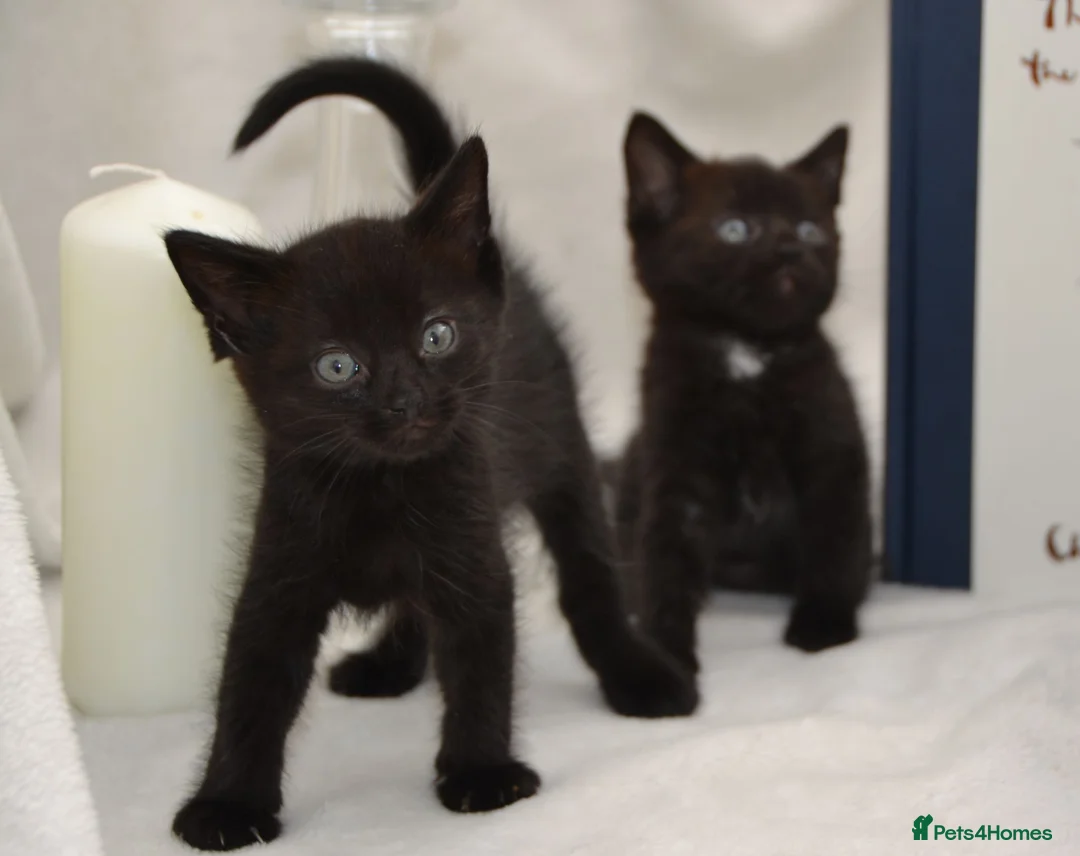 Mixed Breed cats for sale: Beautiful Maine Coon/Bombay Mix Kittens! in Edinburgh - Advert 1