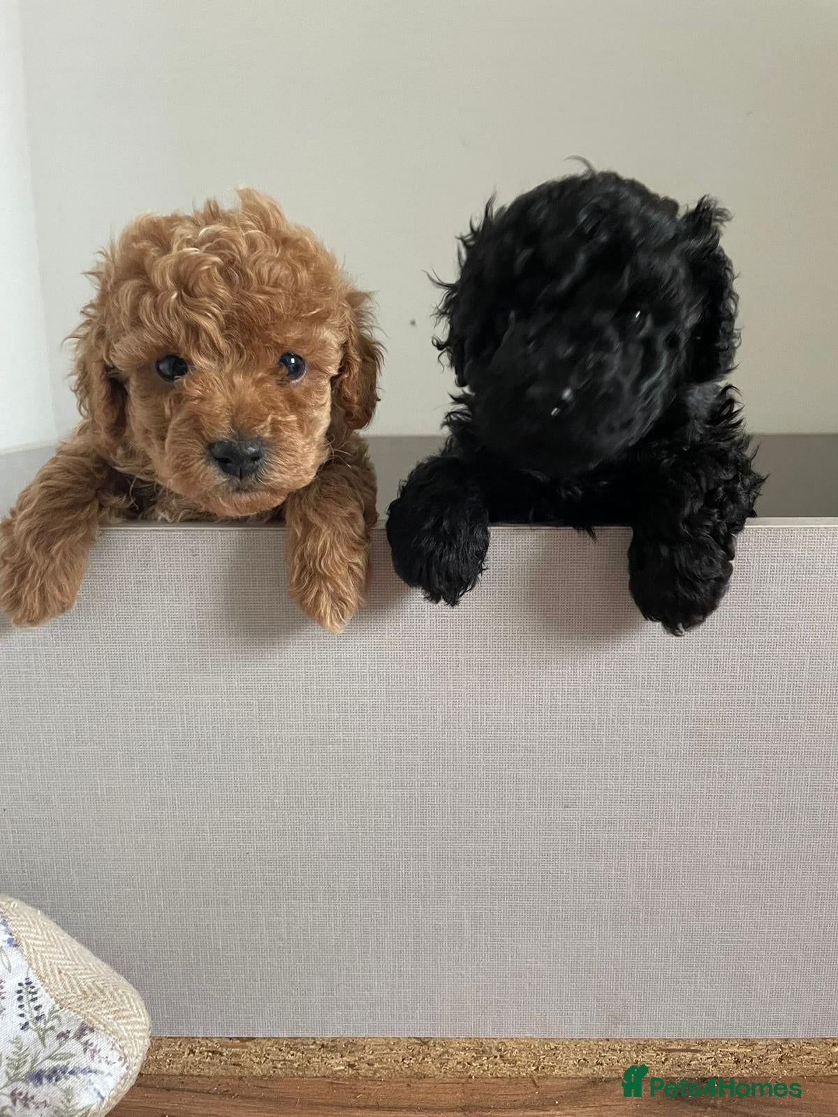 Toy Poodle dogs Adorable Toy Poodle - Advert 2