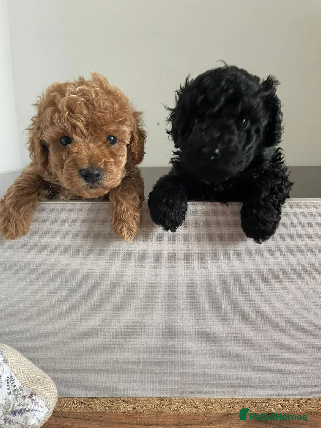Toy Poodle dogs for sale: Adorable Toy Poodle - Advert 1