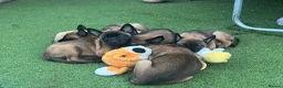 Belgian Shepherd Dog dogs for sale: Stunning Belgian Malinois pups 1 boy - Advert 8