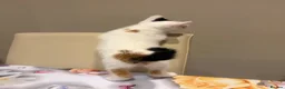Mixed Breed cats for sale: 3 kitten rehoming - Advert 14