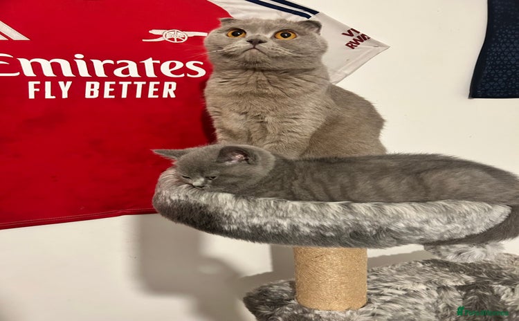 British Shorthair cats - Advert 11