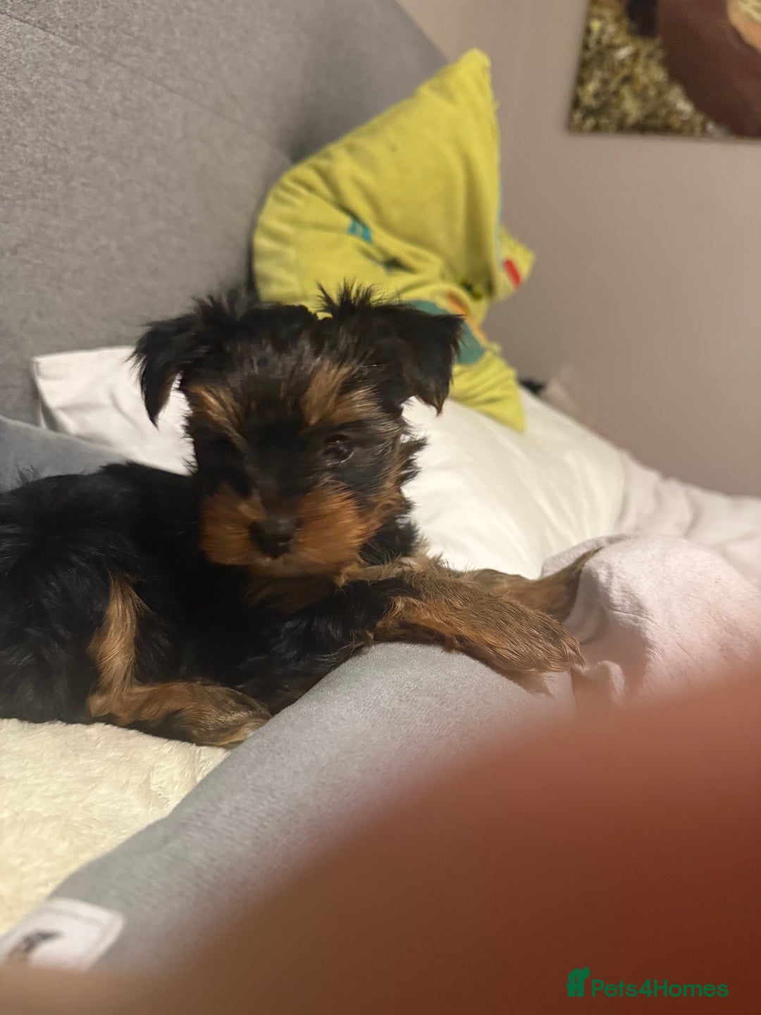 Mini Yorkshire Terrier Puppies for sale Pets4Homes