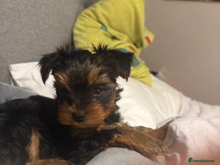 Yorkshire Terrier dogs - Advert 1