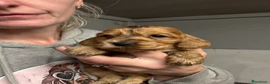 No collar Cocker Spaniel girl