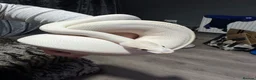Python Snake reptiles for sale: Black Eyed Lucy Ball Python  - Advert 9