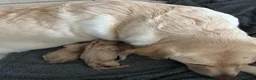 Labrador Retriever dogs for sale: Stunning Litter of Yellow Labradors - Advert 11