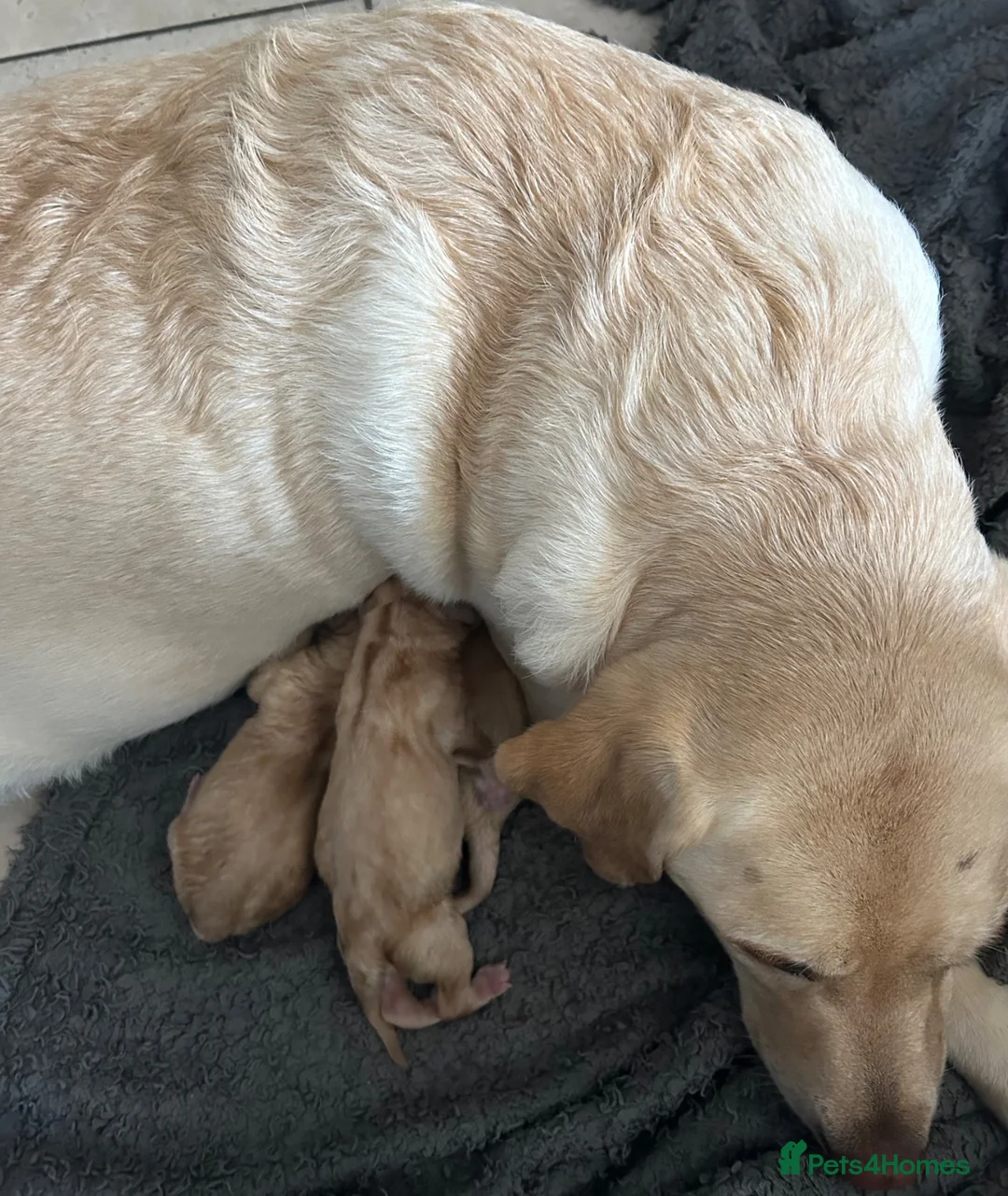 Labrador Retriever dogs for sale: Stunning Litter of Yellow Labradors - Advert 11