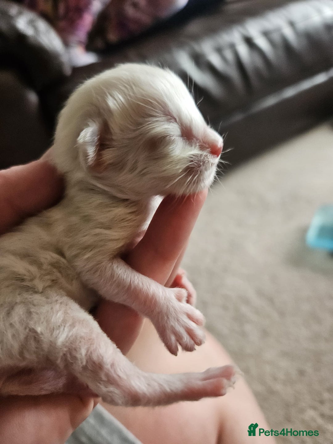Ragdoll cats for sale: 6 ragdoll kittens  - Image 8